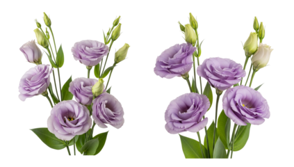 Beautiful purple lisianthus flowers arrangement isolated on transparent background, showcasing delicate petals and fresh green buds, perfect for floral designs generative ai illustration