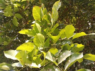 pongamia pinnata leaves pattern or Karanj tree leaf pattern or Pongame oiltree leaves pattern 
