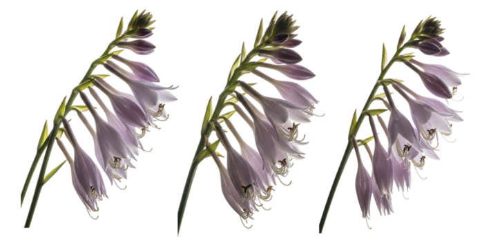 Three sprigs of light purple hosta flowers isolated on transparent background, a delicate floral arrangement with soft lighting generative ai illustration