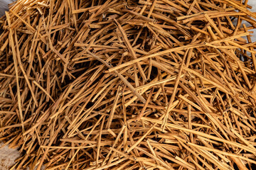 A big bunch of cinnamon sticks for wholesale delivery at cinnamon plantation in West Sumatra Indonesia