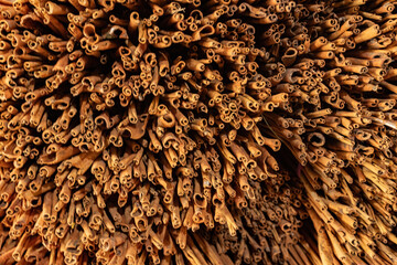 A big bunch of cinnamon sticks for wholesale delivery at cinnamon plantation in West Sumatra Indonesia
