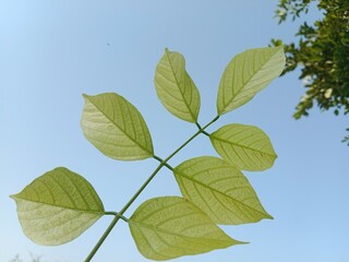 pongamia pinnata leaves pattern or Karanj tree leaf pattern or Pongame oiltree leaves pattern 
