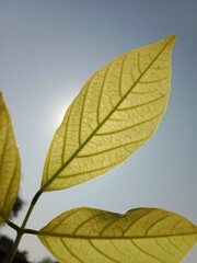 pongamia pinnata leaves pattern or Karanj tree leaf pattern or Pongame oiltree leaves pattern 