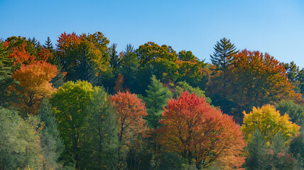 Vibrant autumn forest scene with colorful trees under a clear blue sky