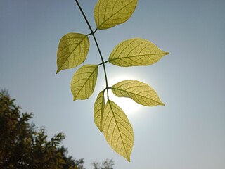 pongamia pinnata leaves pattern or Karanj tree leaf pattern or Pongame oiltree leaves pattern 
