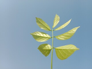 pongamia pinnata leaves pattern or Karanj tree leaf pattern or Pongame oiltree leaves pattern 