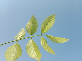 pongamia pinnata leaves pattern or Karanj tree leaf pattern or Pongame oiltree leaves pattern 