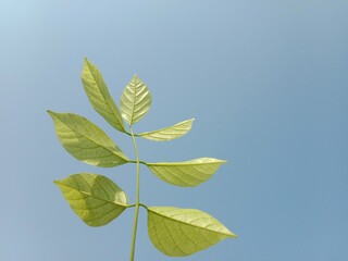 pongamia pinnata leaves pattern or Karanj tree leaf pattern or Pongame oiltree leaves pattern 