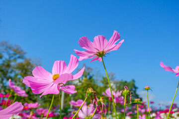 Beautiful pink cosmos flowers blooming in garden,spring season.
