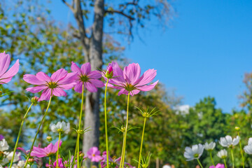 Beautiful pink cosmos flowers blooming in garden,spring season.