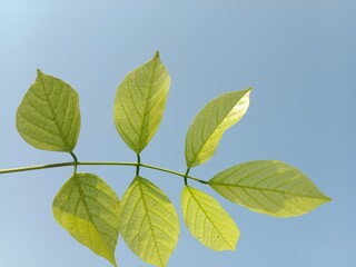 pongamia pinnata leaves pattern or Karanj tree leaf pattern or Pongame oiltree leaves pattern 