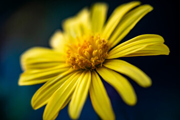 Yellow Flower Macro Detail in Soft Natural Light
