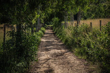 Countryside Dirt Road with Fences and Vegetation in Brazil