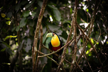 Naklejka premium Red-Breasted Toucan (Ramphastos dicolorus) Perched in Brazilian Forest