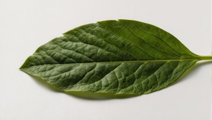 Obraz premium Single green leaf with prominent veins against a white background.