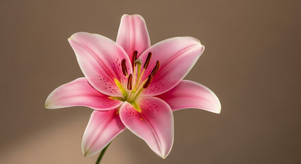 Fototapeta premium Close up of a pink stargazer lily with brown stamens and yellow pollen against a brown background