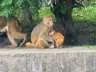 Monkey Couple with Their Cute Baby in the Forest