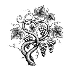 Elegant grapevine with curling tendrils, leaves and grape clusters in decorative style — grape vine, grape leaves, vineyard design, wine emblem, vine illustration