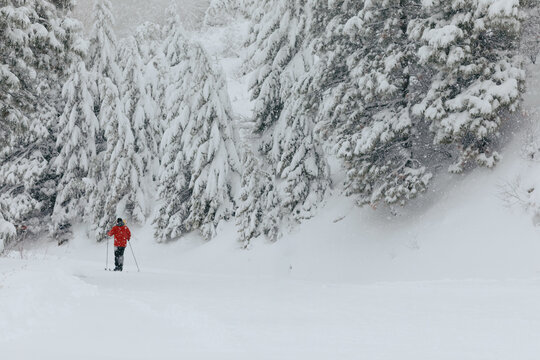 Person cross-country skiing through snowy Boise National forest - Powered by Adobe