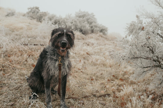 Irish Wolfhound / Wirehair mix dog enjoying a winter hike