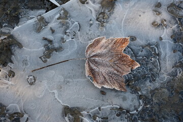 Gefrorenes Blatt auf einer vereisten Pfütze