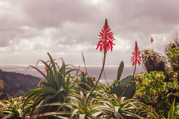 Aloe plants with vivid red blooms under a cloudy sky, overlooking a dramatic coastal cliff and shimmering sea after gentle rain