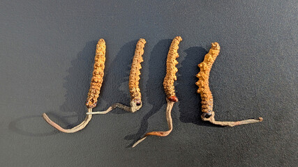 Yarsagumba or Cordyceps sinensis (Ophiocordyceps sinensis) or CHONG CAO, DONG CHONG XIA CAO. Traditional tibetian medicine. Most expensive mushroom in the world. Dark background