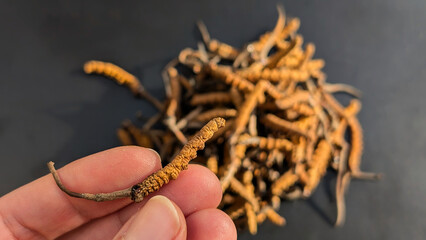 Hand holding a Yarsagumba or Cordyceps sinensis (Ophiocordyceps sinensis) or CHONG CAO, DONG CHONG XIA CAO. Traditional tibetian medicine. Most expensive mushroom in the world. Dark background.