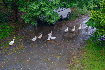 Emotional white ducks standing playing in the rain,ducklings playing under the rain in forest.