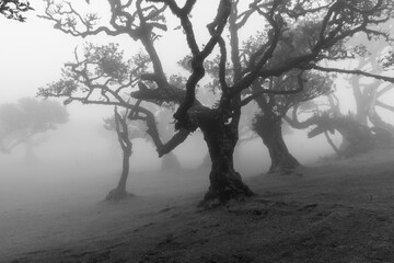 Monochrome foggy scene of ancient laurel forest Fanal, dark moss covered trunks form dramatic silhouettes in the mist in Madeira