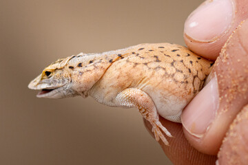 Shovel Snouted Lizard in the hands of a man