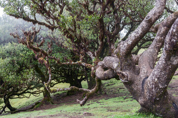 Close view of Madeira Fanal laurel forest, massive gnarled trees form dense network of mossy limbs under soft light in humid subtropical atmosphere