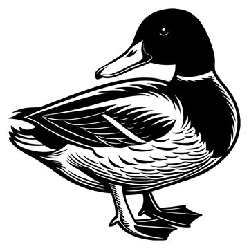 Cute Mallard Duck Cartoon Vector Illustration Isolated on White Background,