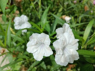 Obraz premium White flowers in a green garden