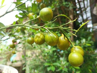 Small oranges on the tree