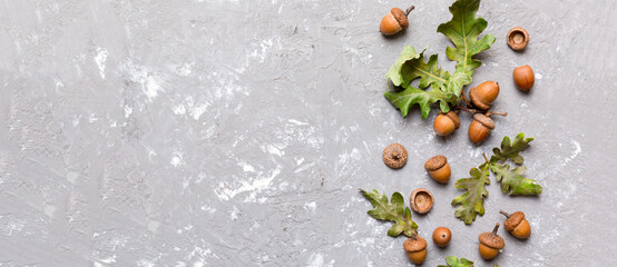 Branch with green oak tree leaves and acorns on colored background, close up top view