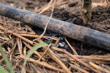 drip watering of the plant. Water drips onto the drip irrigation system used on the farm and saves water drop by drop