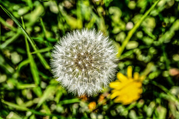 blume löwenzahn natur