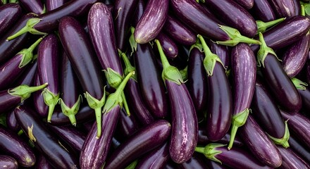 Full frame background of many fresh striped purple eggplant with green stems.