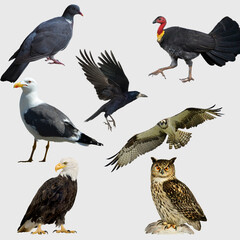set of birds
