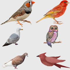 set of birds isolated