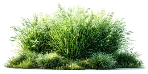 Keuken achterwand Gras clump of grass isolated on a transparent background. Isolated grass on transparent background. side view clump of grass. Bunch of green grass isolated on transparent background. Grass PNG. Lawn PNG.  © Prasanth