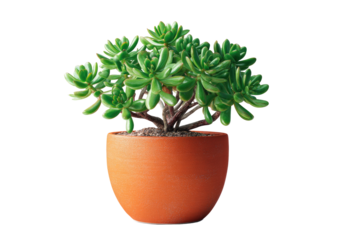 Lush green succulent plant with rounded leaves in an orange clay pot against a black background