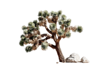 Isolated desert tree with spiky foliage, leaning, next to rocks, against transparent backdrop
