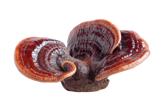 Close-up of glossy, reddish-brown bracket fungus, with layered texture and spiral edge