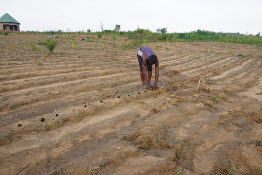 A lone African farmer planting seeds in the open field