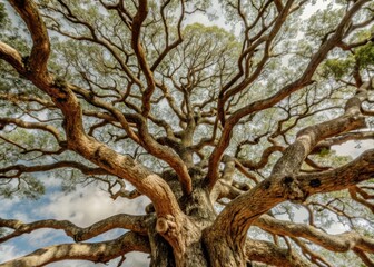 A large tree with a sprawling canopy and gnarled branches stretching towards the sky