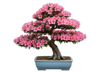 Isolated pink flowering Azalea bonsai tree in pot, potted, decorative, zen style object