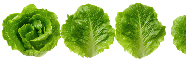 A row of fresh, vibrant green lettuce leaves against a black backdrop, showing various stages