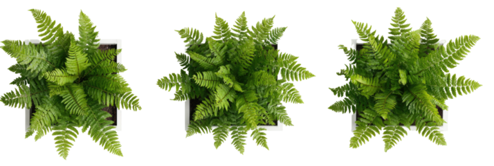 Top-down view of three potted green ferns in white square containers on a black background